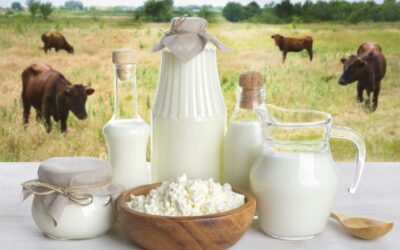 Why Everyone Should Consume Dairy Products